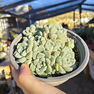 Echeveria Albida (PLANTA MADRE)