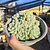 Echeveria Albida (PLANTA MADRE)