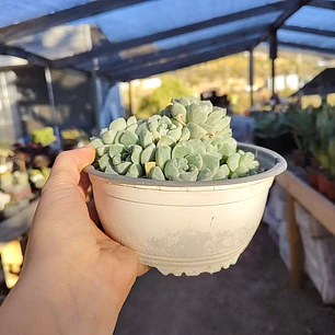 Echeveria Albida (PLANTA MADRE)
