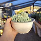 Echeveria Albida (PLANTA MADRE) - Miniatura 2