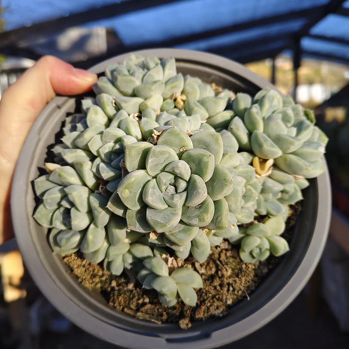 Echeveria Albida (PLANTA MADRE) 3