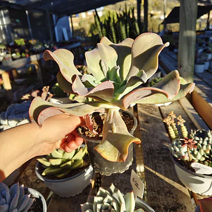 Echeveria Paul Bunyan 