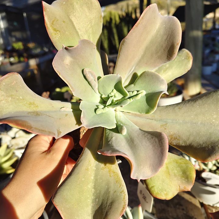 Echeveria Paul Bunyan  3