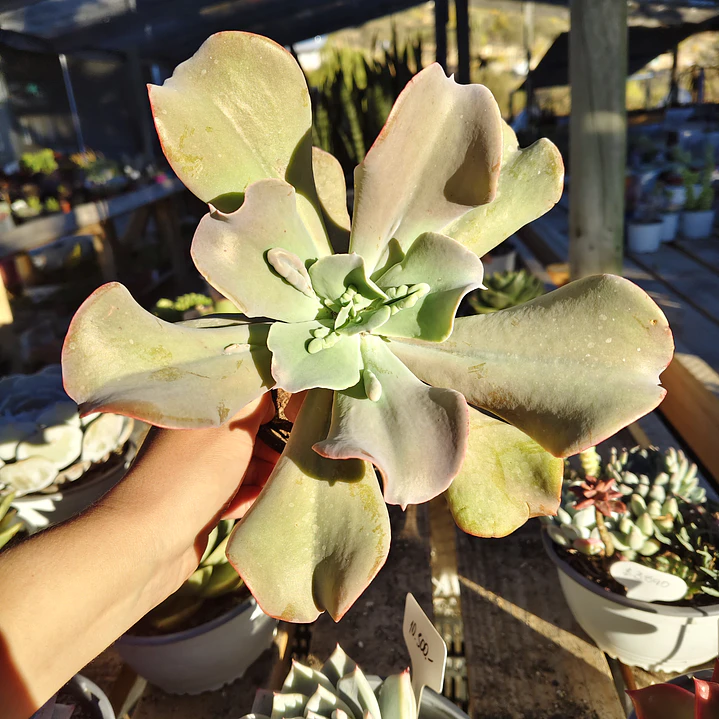 Echeveria Paul Bunyan  1