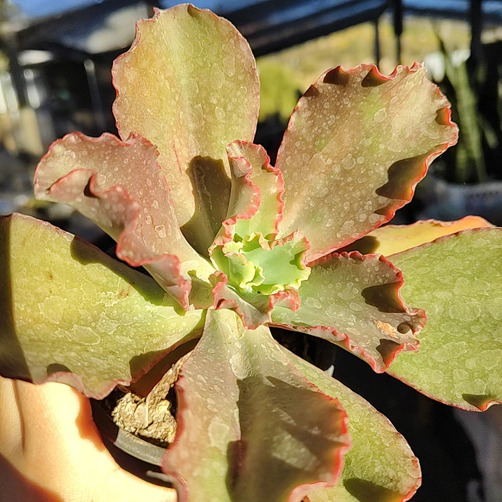 Echeveria Rulosa hibrida 1