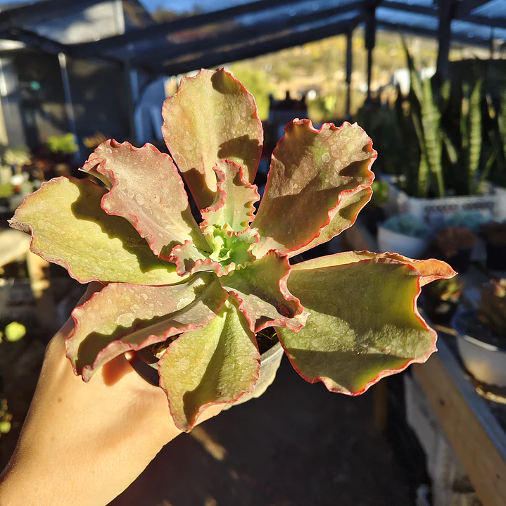 Echeveria Rulosa hibrida 2