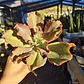 Echeveria Rulosa hibrida - Miniatura 2
