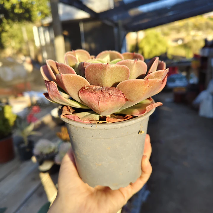 Echeveria Secunda  Glauca 2