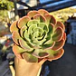 Echeveria Secunda  Glauca - Miniatura 1