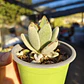 Kalanchoe Tomentosa (Oreja de conejo) - Miniatura 1