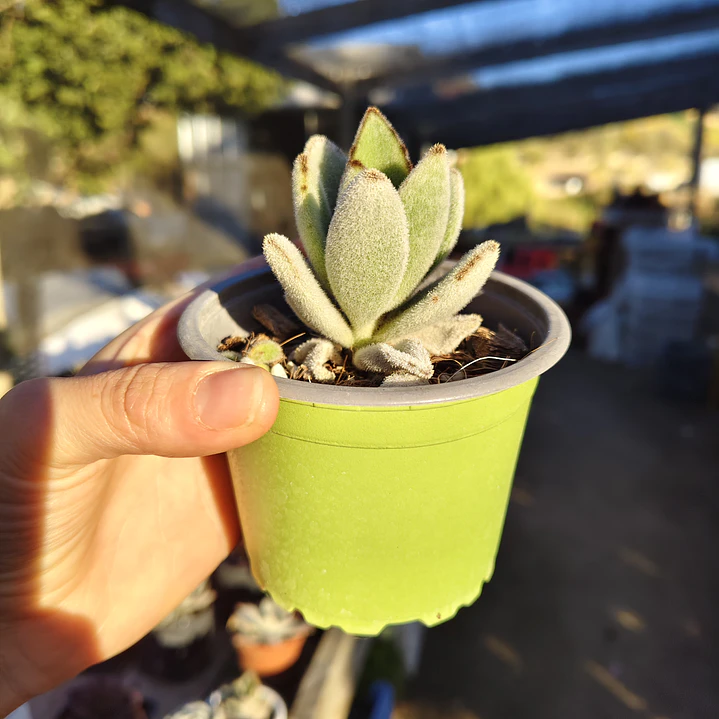Kalanchoe Tomentosa (Oreja de conejo) 2
