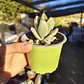 Kalanchoe Tomentosa (Oreja de conejo) - Miniatura 2