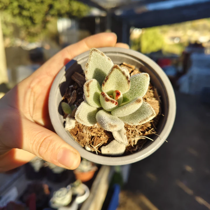 Kalanchoe Tomentosa (Oreja de conejo) 3