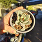 Kalanchoe Tomentosa (Oreja de conejo) - Miniatura 3