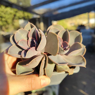 Echeveria Perle Von Nurnberg