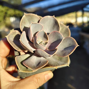 Echeveria Perle Von Nurnberg