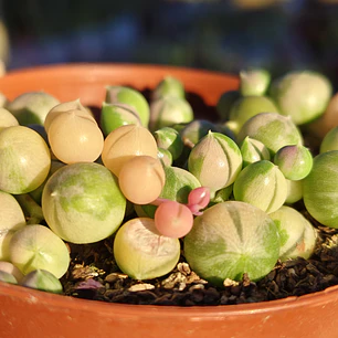 Senecio Rowleyanus Variegado 