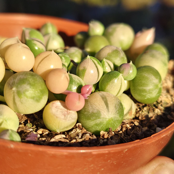 Senecio Rowleyanus Variegado 