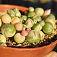 Senecio Rowleyanus Variegado 