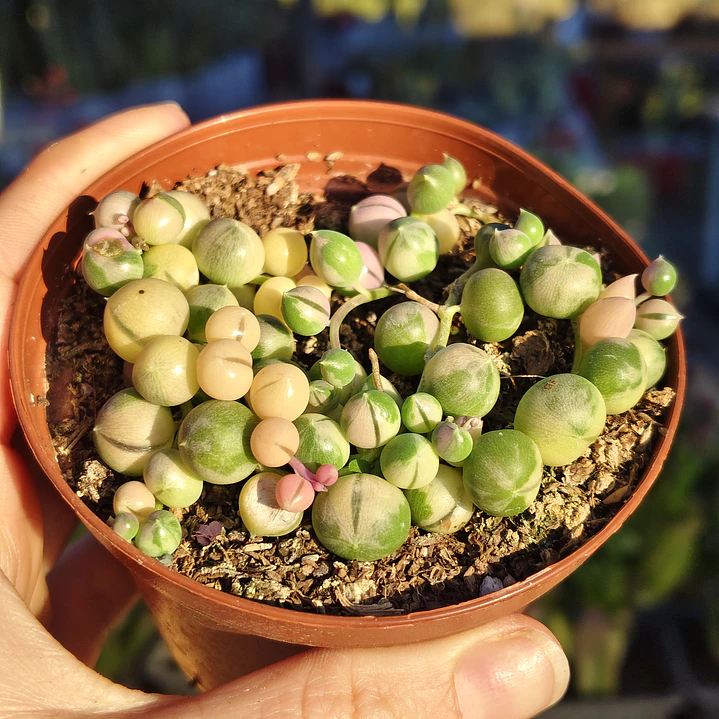 Senecio Rowleyanus Variegado 