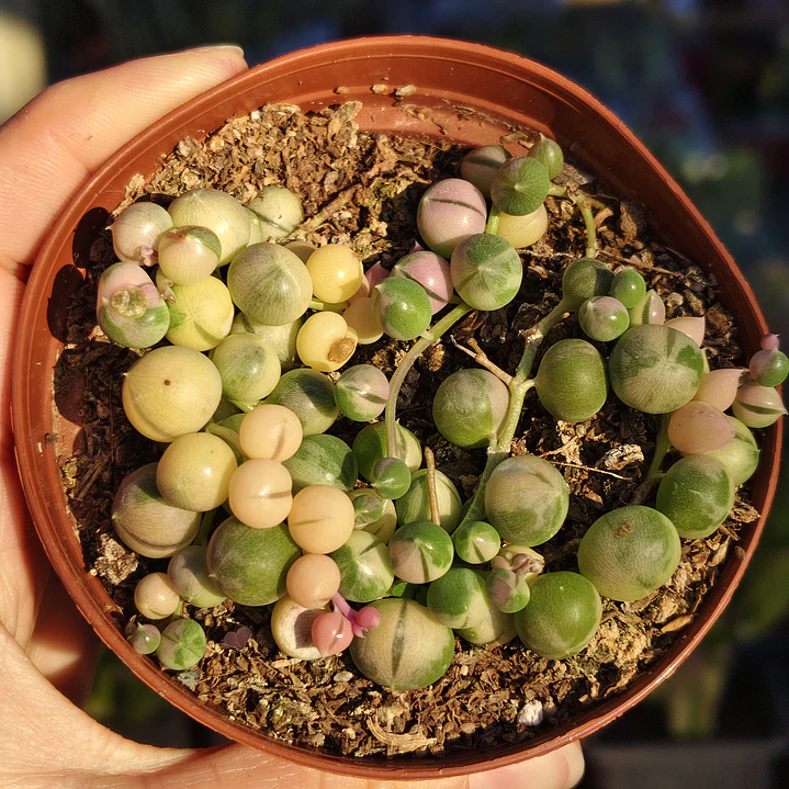 Senecio Rowleyanus Variegado 