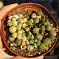 Senecio Rowleyanus Variegado 