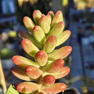 Sedum Rubrotictum 
