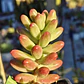 Sedum Rubrotictum 