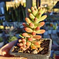 Sedum Rubrotictum 