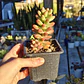Sedum Rubrotictum 