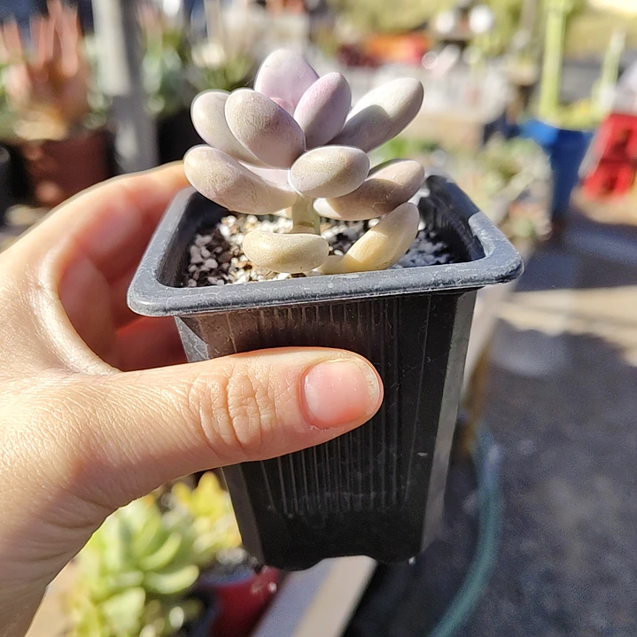 Graptopetalum amethystinum 5