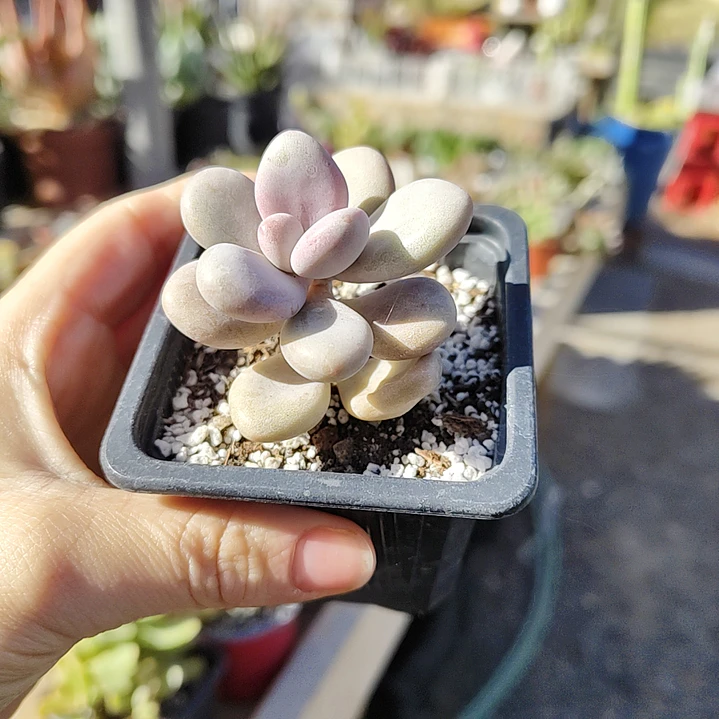 Graptopetalum amethystinum 7