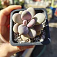 Graptopetalum amethystinum - Miniatura 6