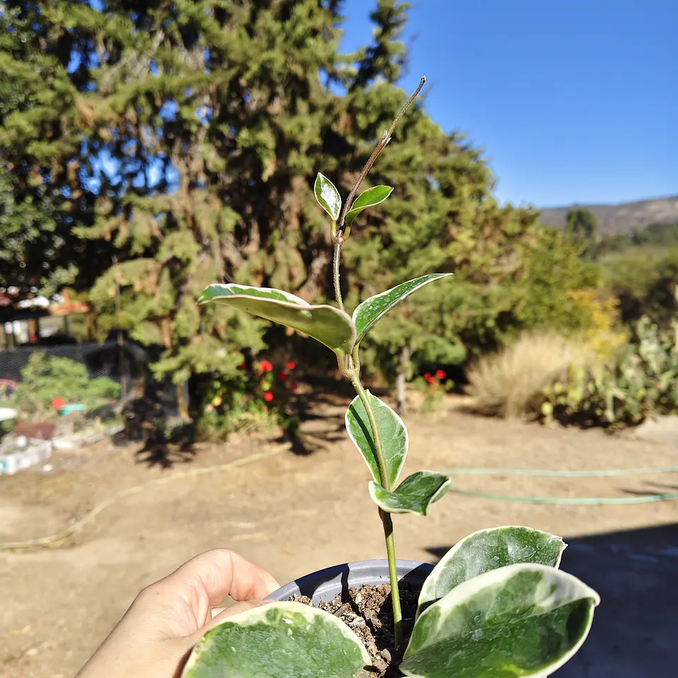 Hoya crimson queen  3