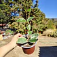 Hoya crimson queen  - Miniatura 4