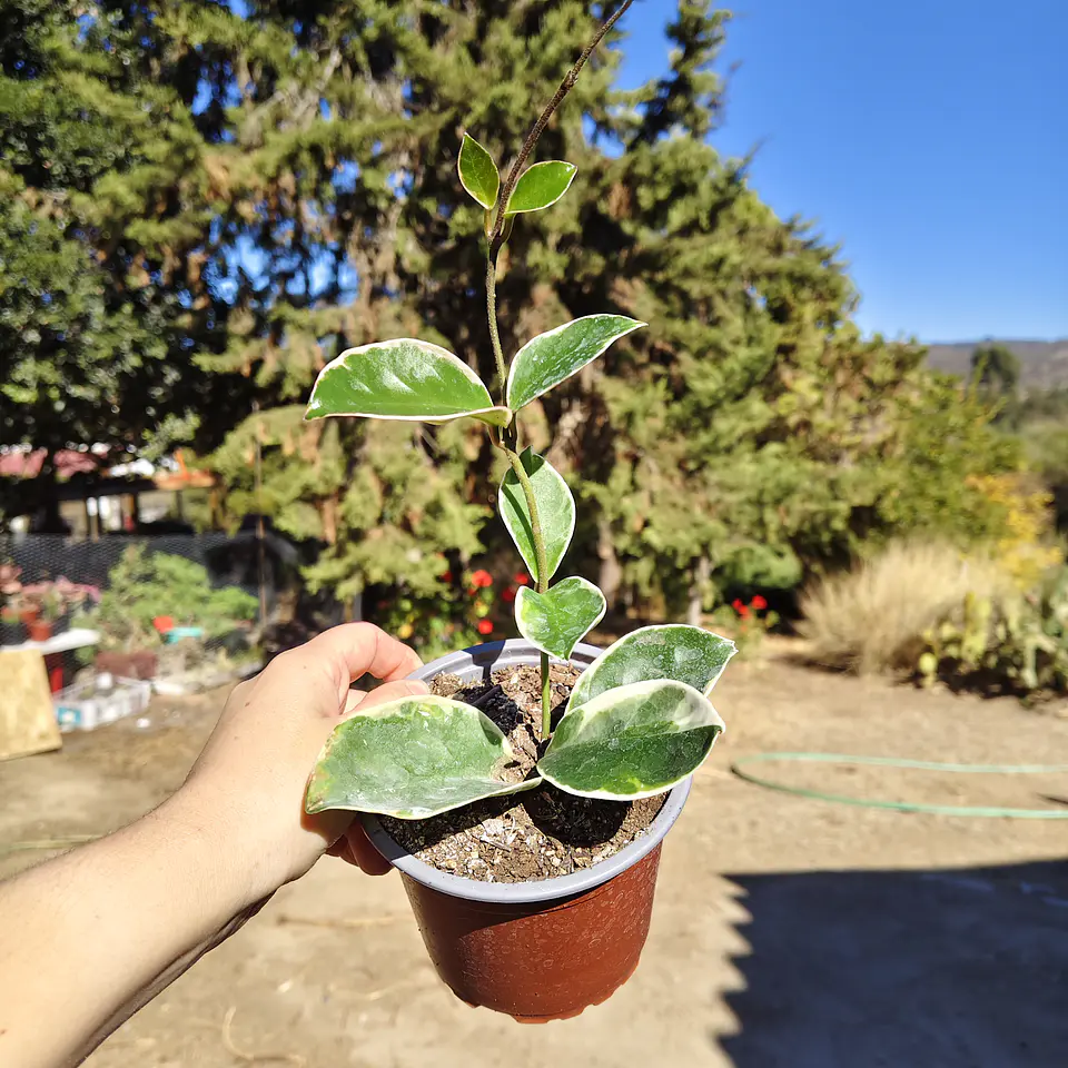 Hoya crimson queen  4