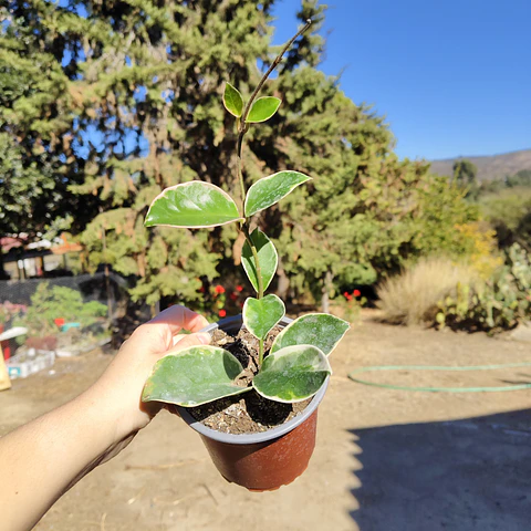 Hoya crimson queen 