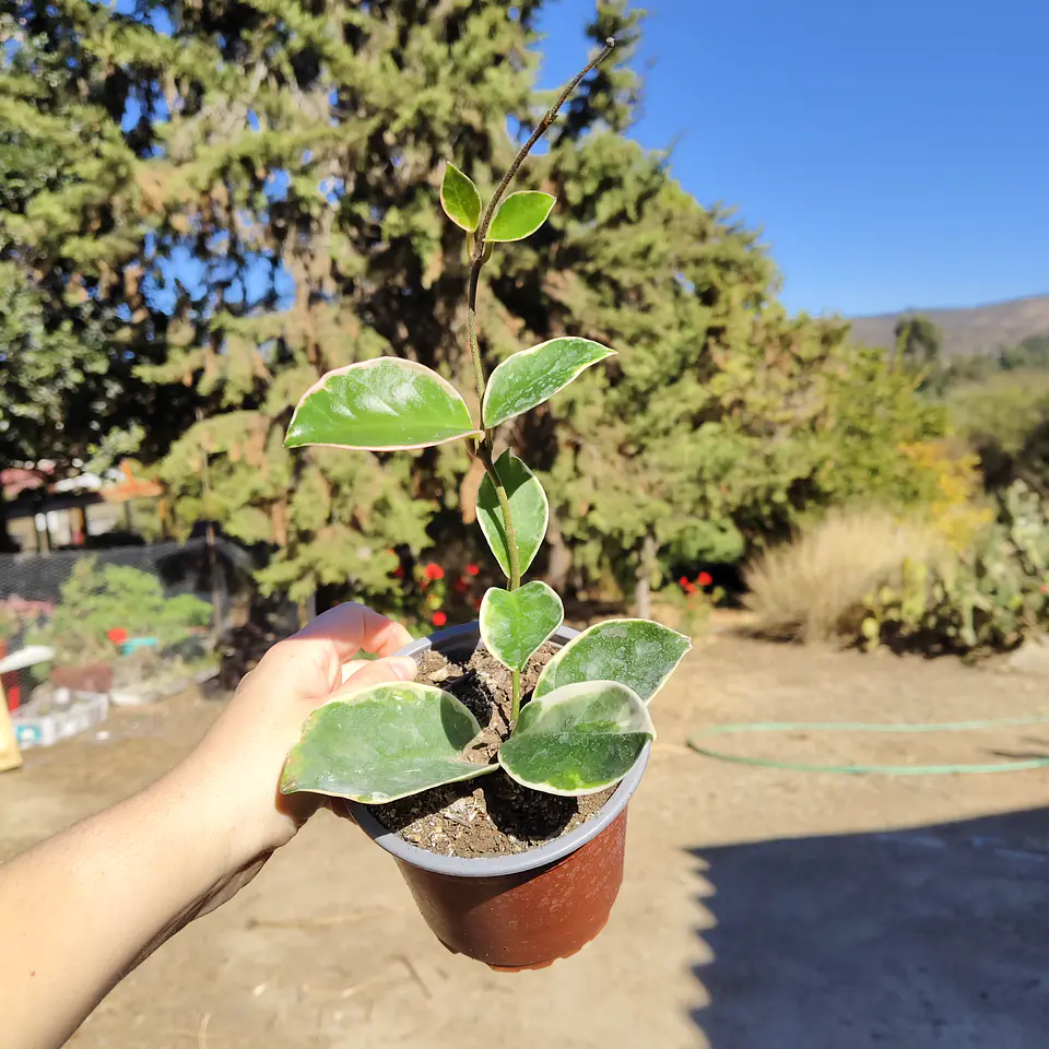 Hoya crimson queen  1