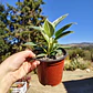 Philodendron birkin galaxy  - Miniatura 3