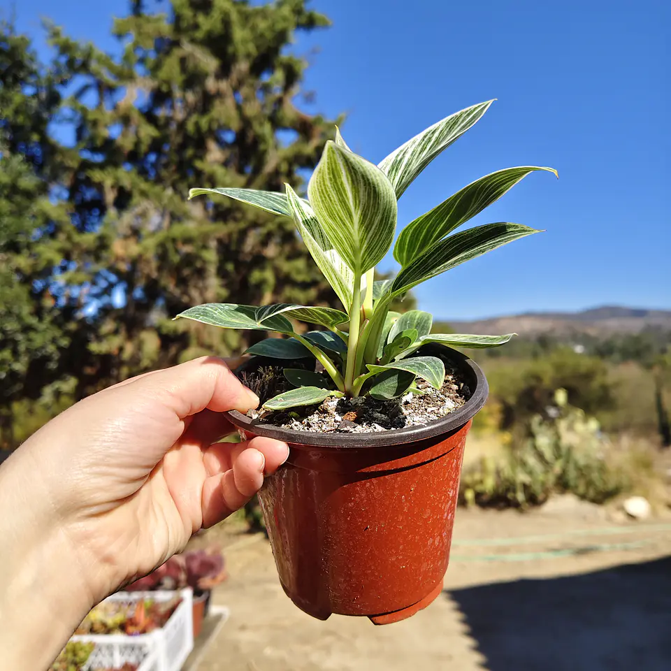 Philodendron birkin galaxy  3