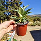 Philodendron birkin galaxy  - Miniatura 4