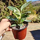 Philodendron birkin galaxy  - Miniatura 6