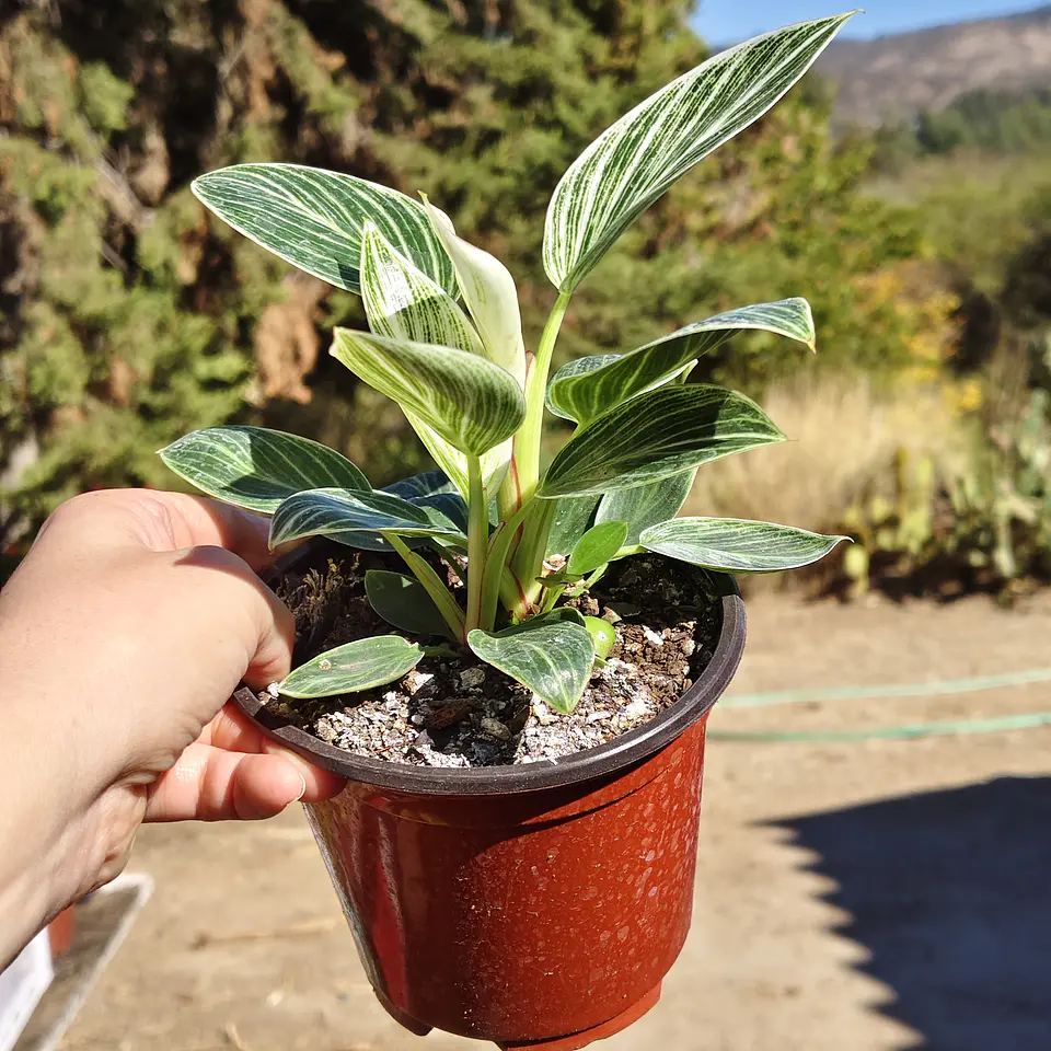 Philodendron birkin galaxy  6