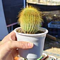 Parodia leninghausii - Miniatura 4