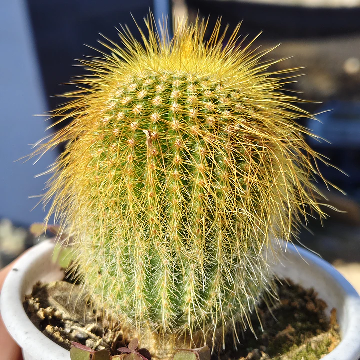 Parodia leninghausii 1