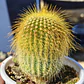 Parodia leninghausii - Miniatura 1