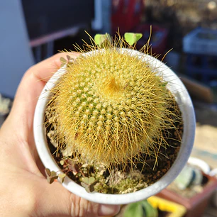 Parodia leninghausii