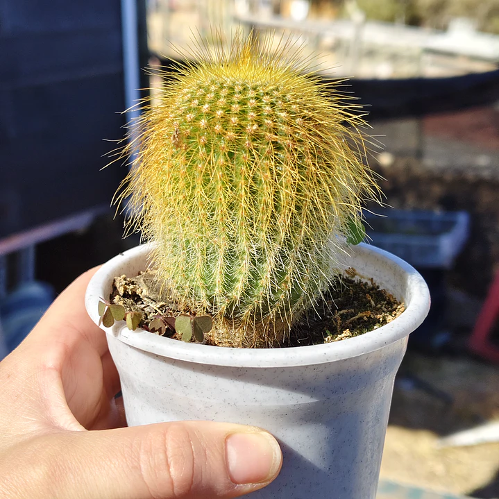 Parodia leninghausii 3