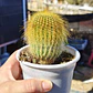 Parodia leninghausii - Miniatura 3