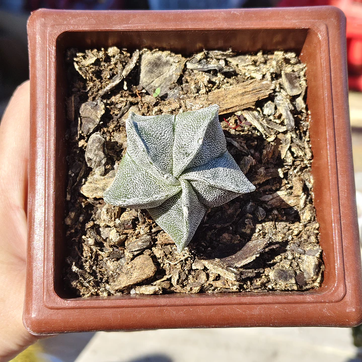 Astrophytum Myriostigma 4